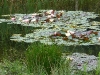 Seerosen
