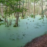 Küstenwald an der Ostsee