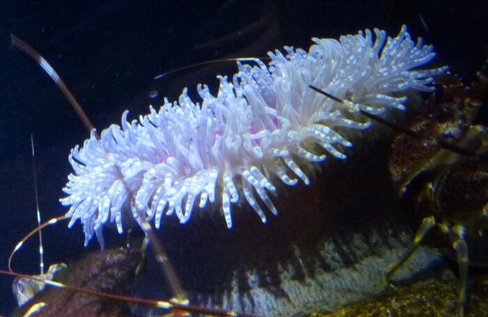 Seeanemone