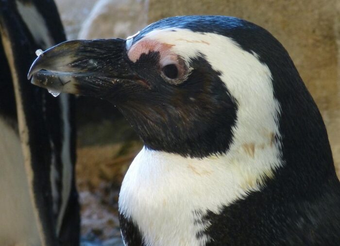 Brillenpinguin (Spheniscus demersus)
