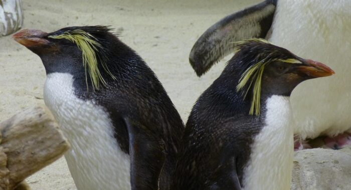 Nördlicher Felsenpinguin (Eudyptes moseleyi)